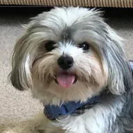 Maxi, the nursery dog