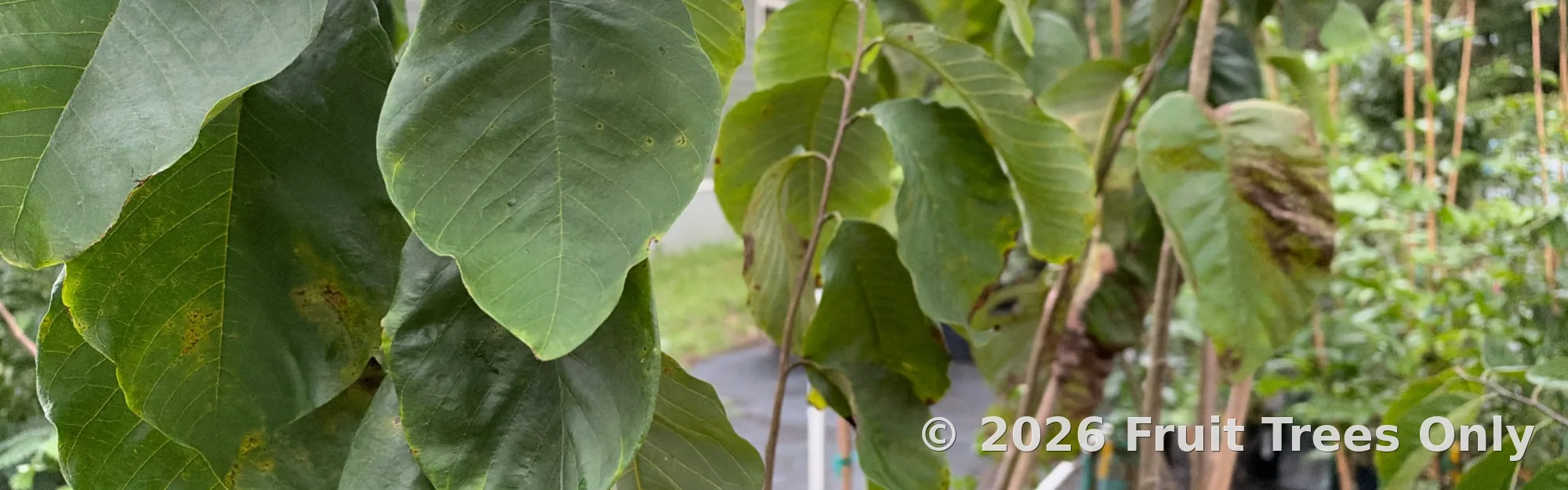 Ask a plant question (care) banner