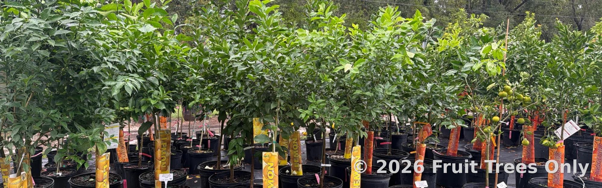 Citrus Trees