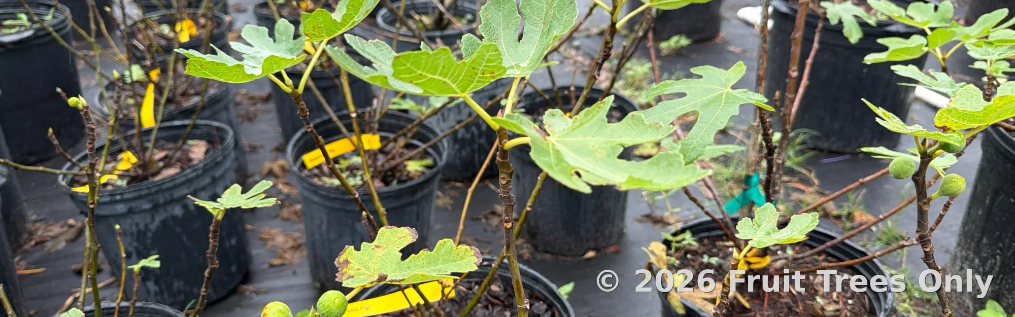 Figs & Mulberries
