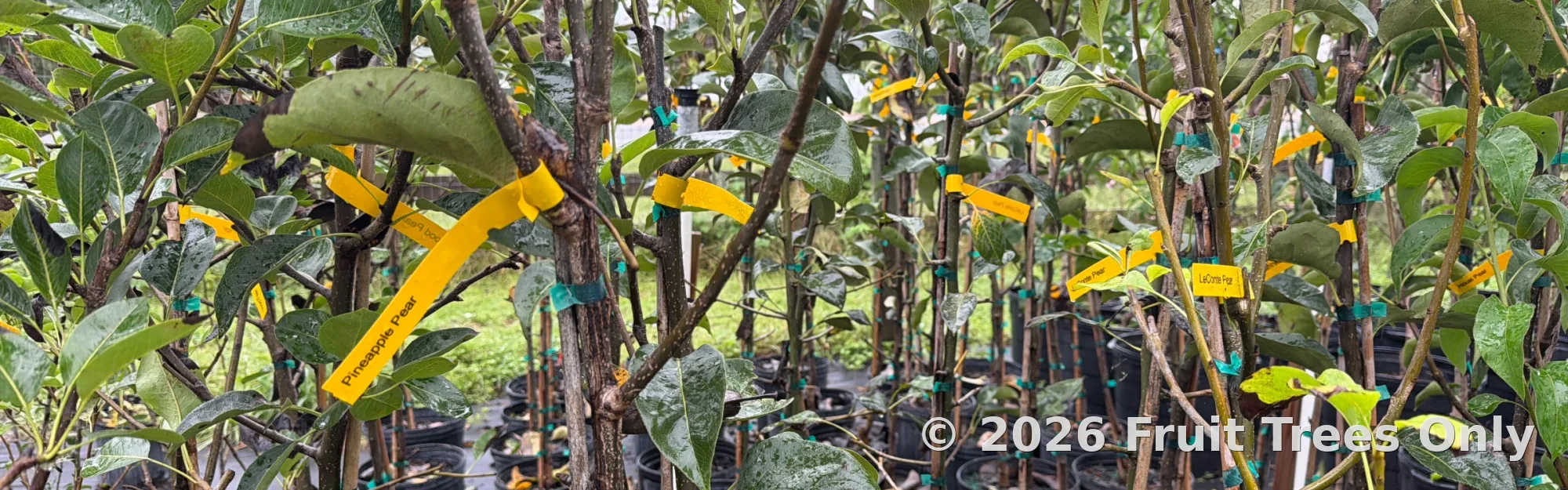Pome Fruit