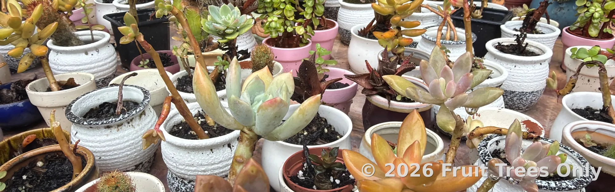 Succulents