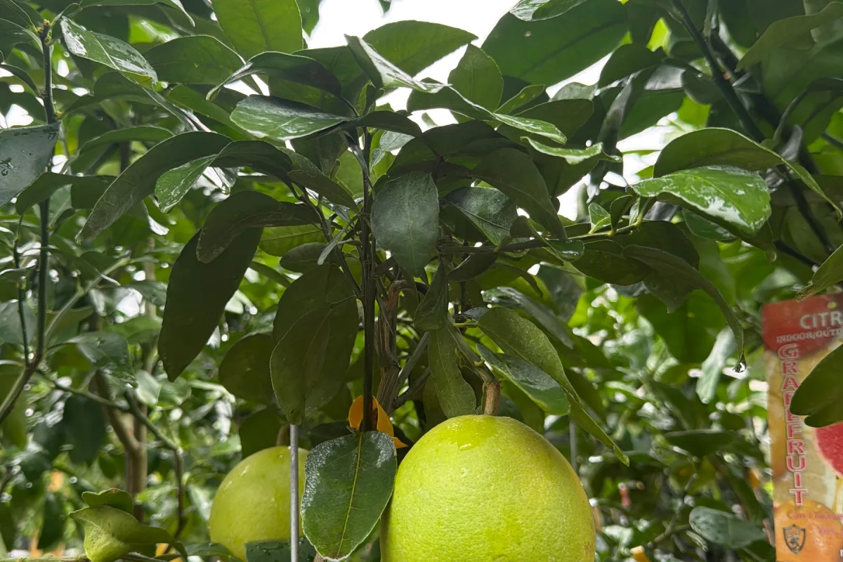 Citrus Trees