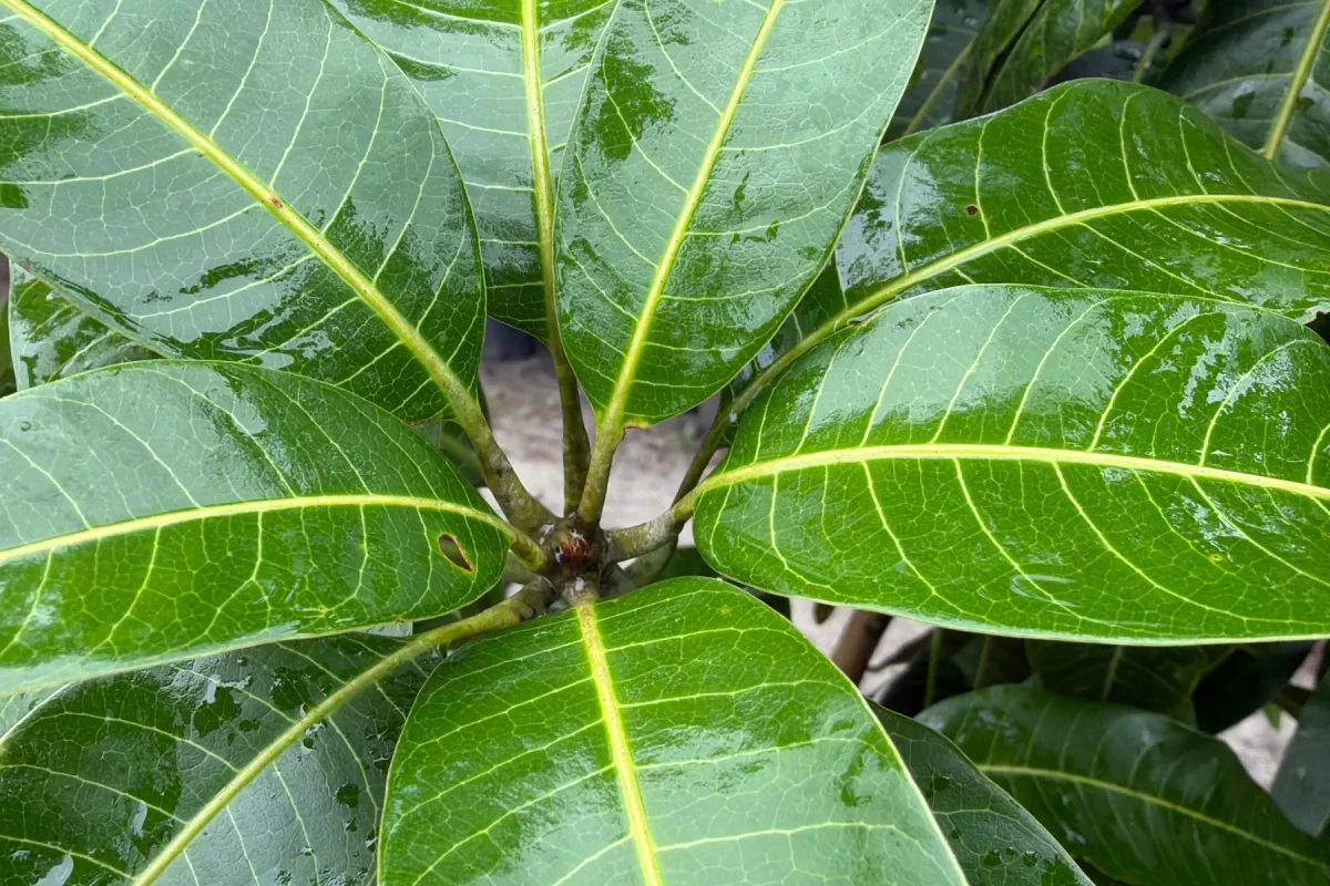 Mango