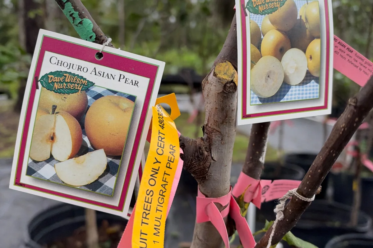 Pome Fruit
