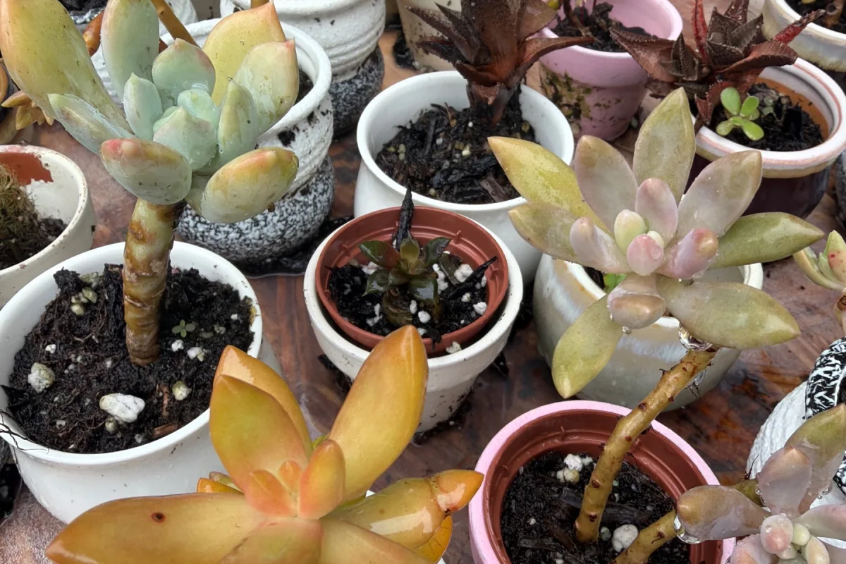 Succulents