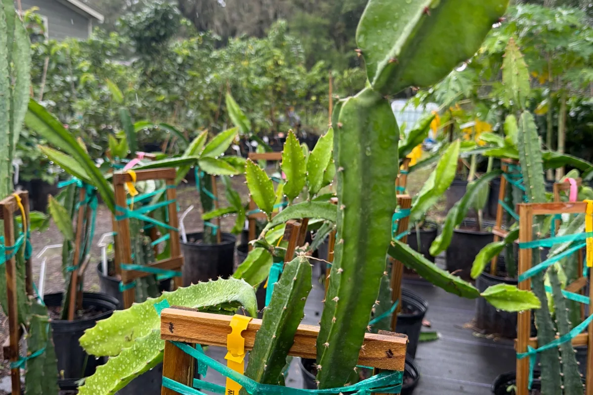 Tropical Fruit