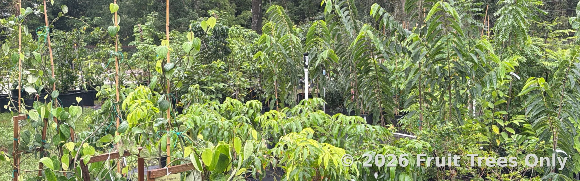 Collections list banner