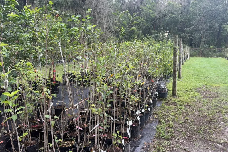 Apple Trees