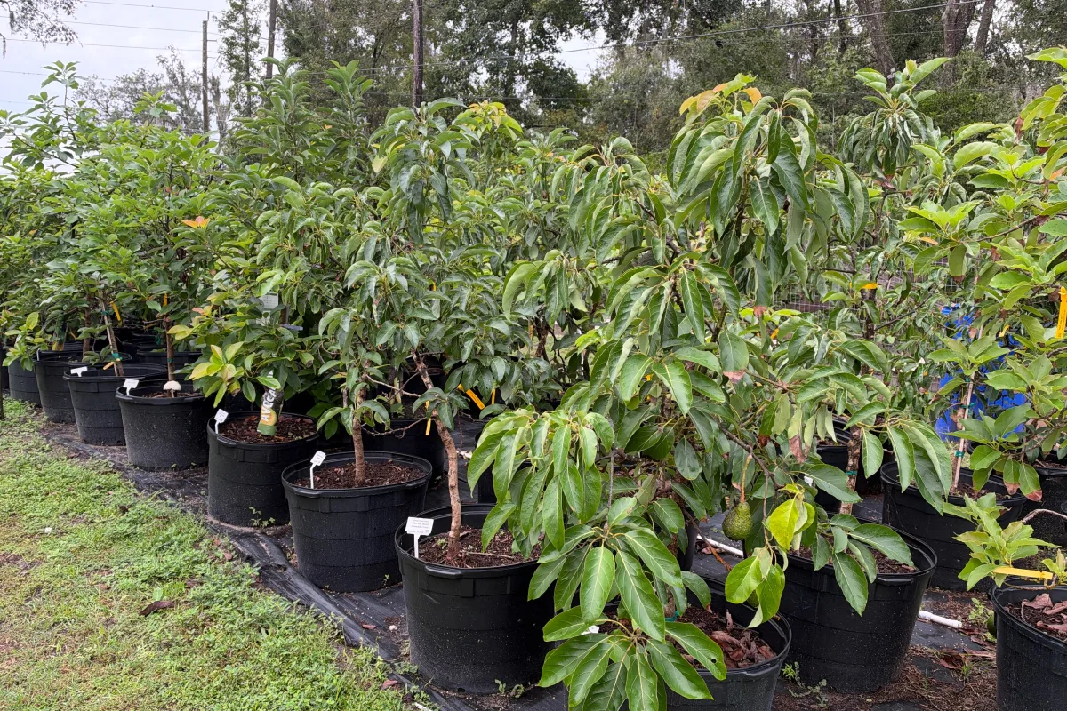 Avocado Trees