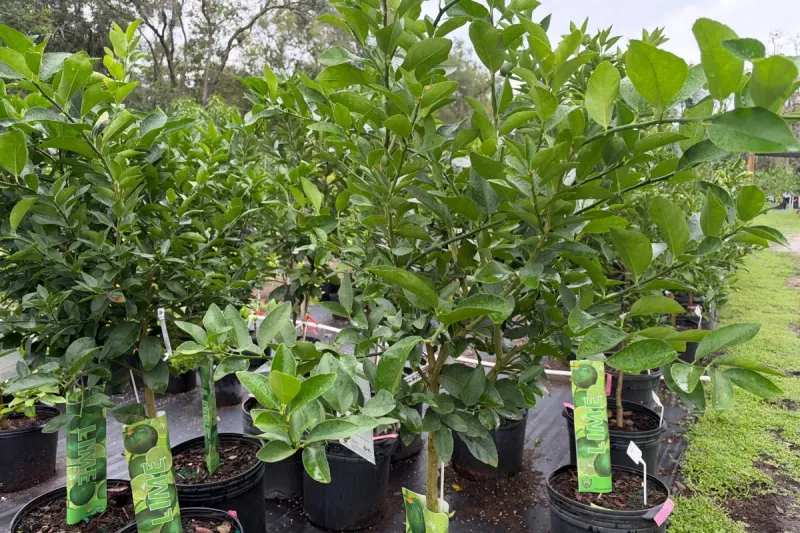 Citrus Trees