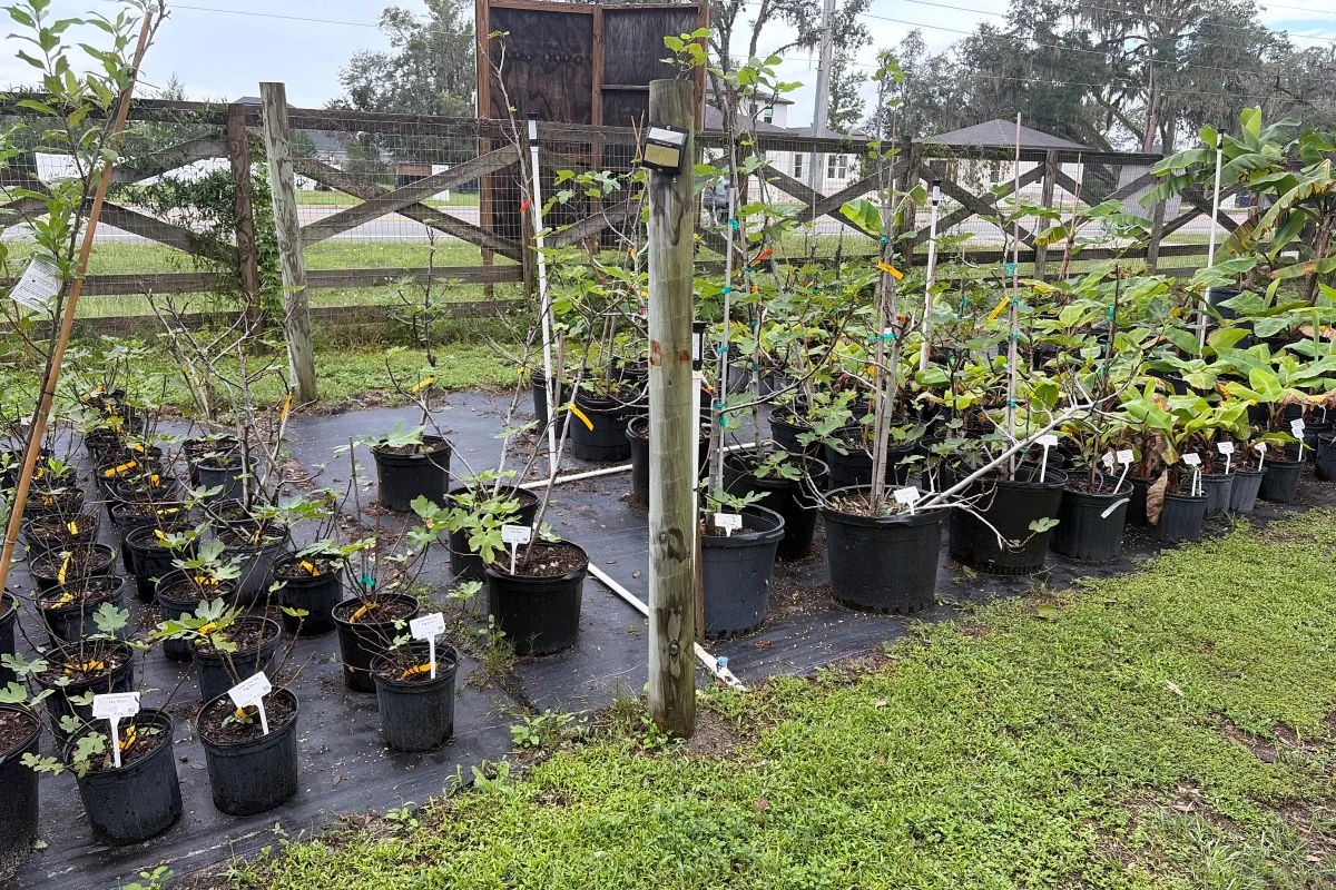 Fig Trees