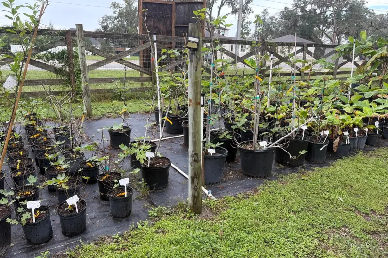 Fig Trees