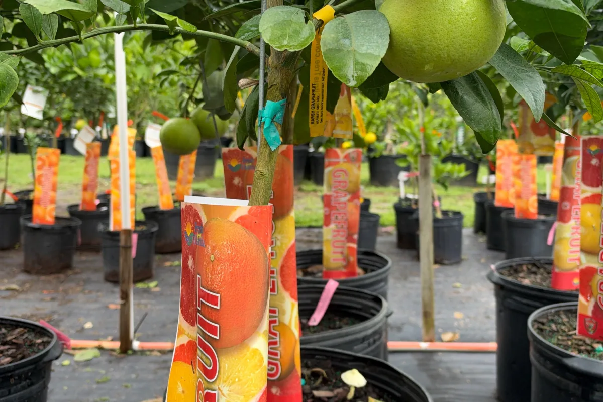 Grapefruit Trees