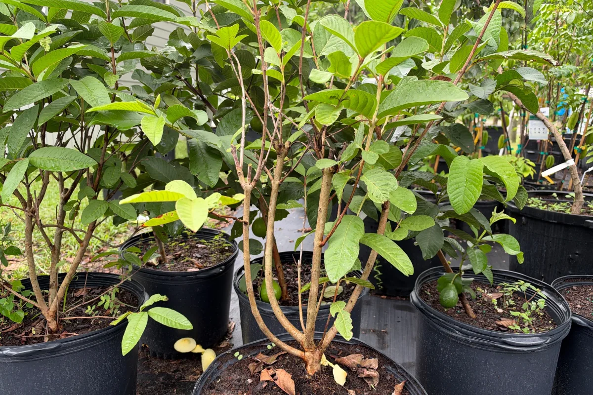 Guava Trees
