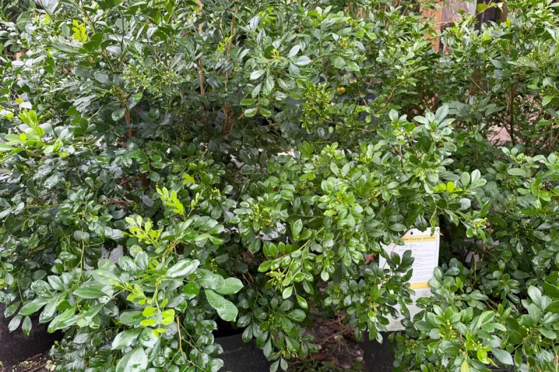 Jasmine Plants
