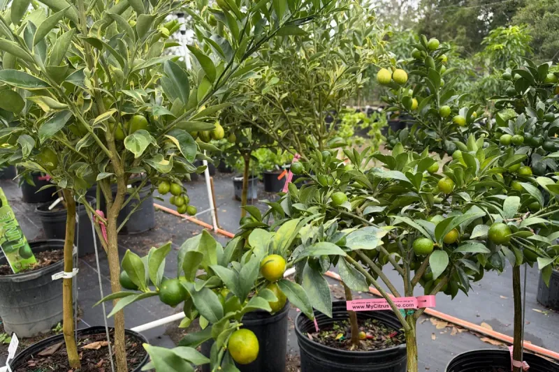 Kumquats
