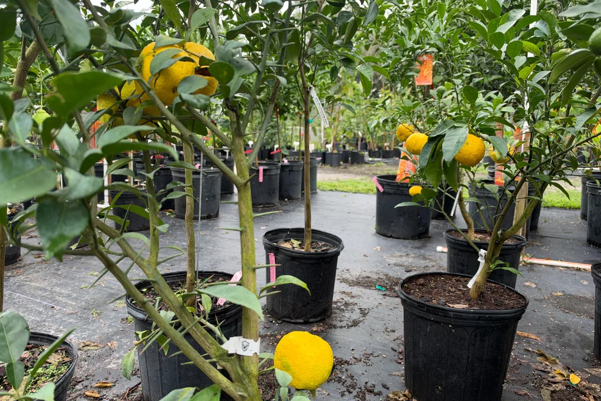 Lemon Trees