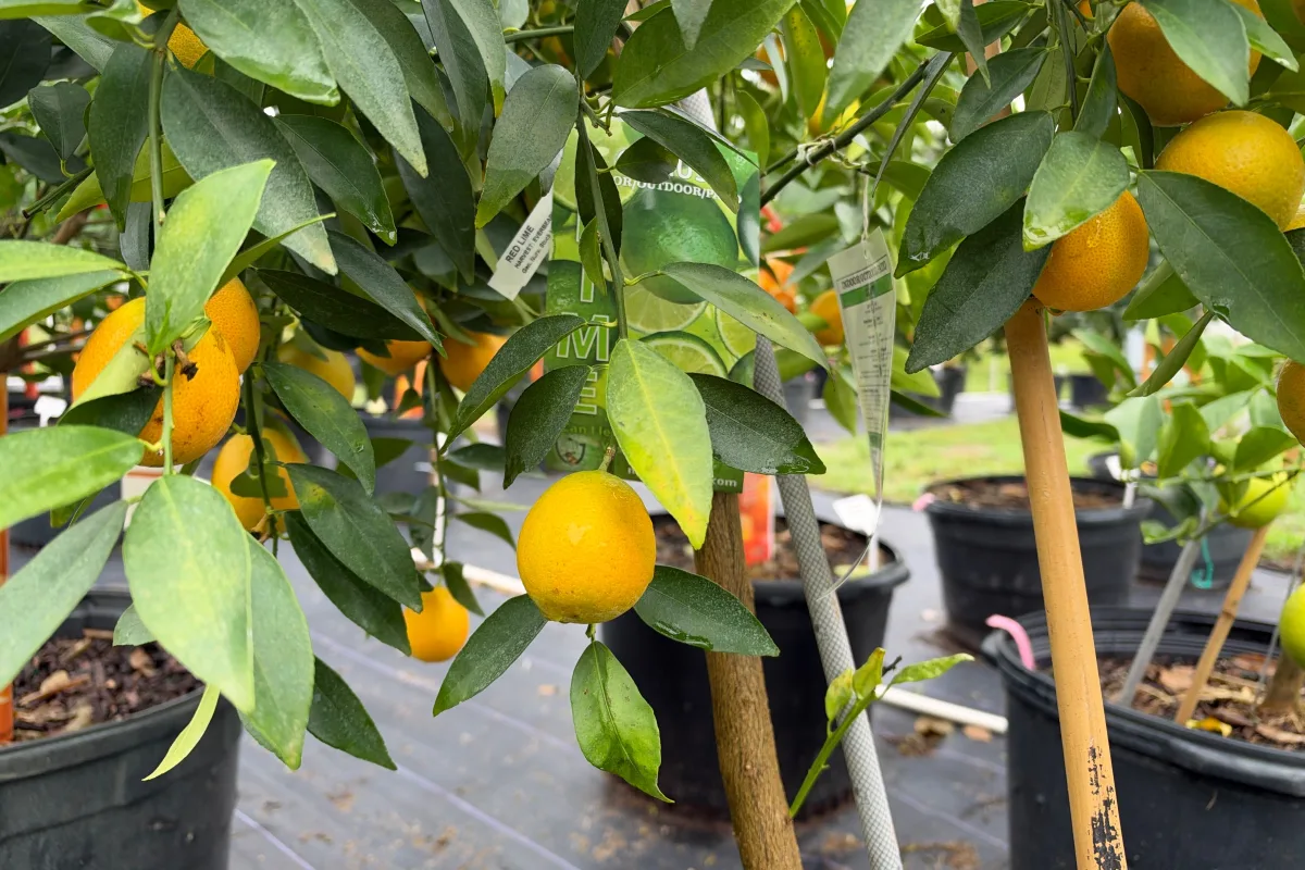 Lime Trees