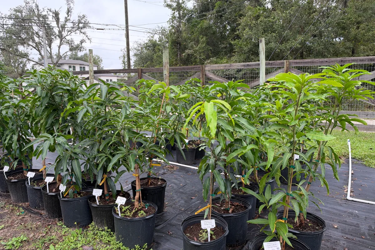 Mango Trees