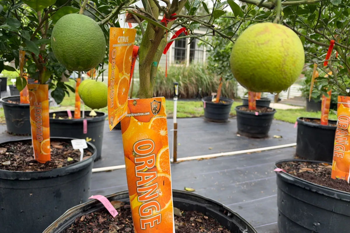 Orange Trees