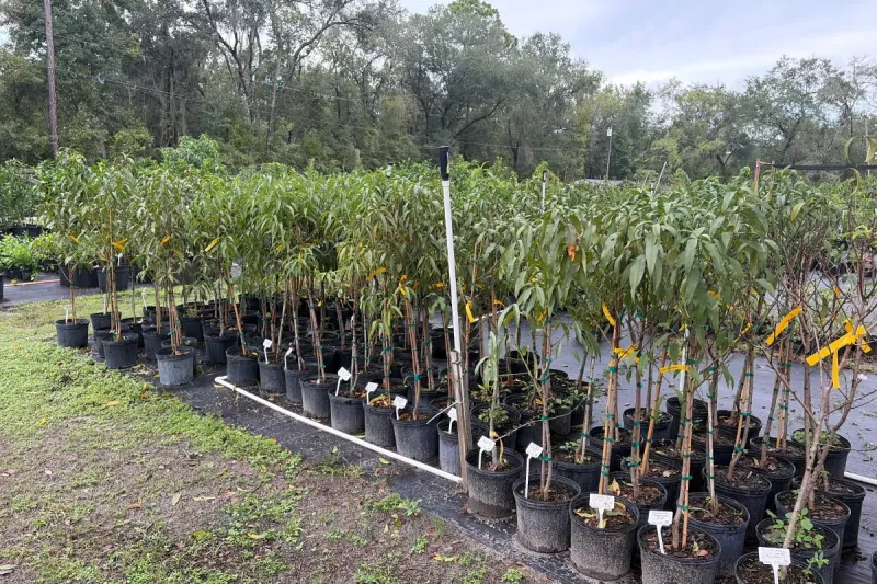 Peach Trees