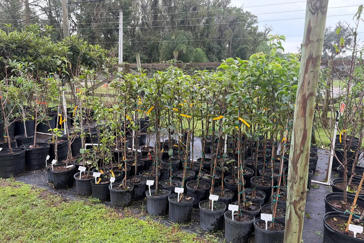 Pear Trees