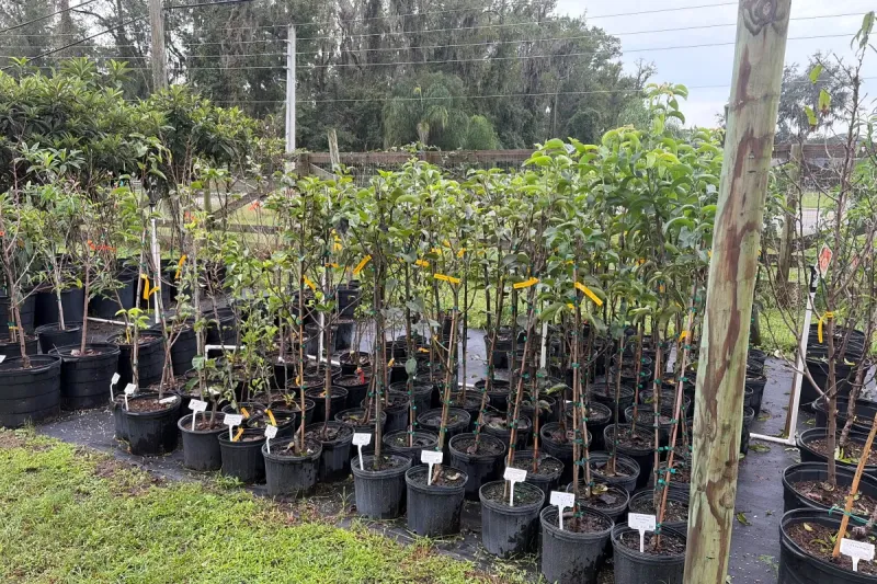 Pear Trees