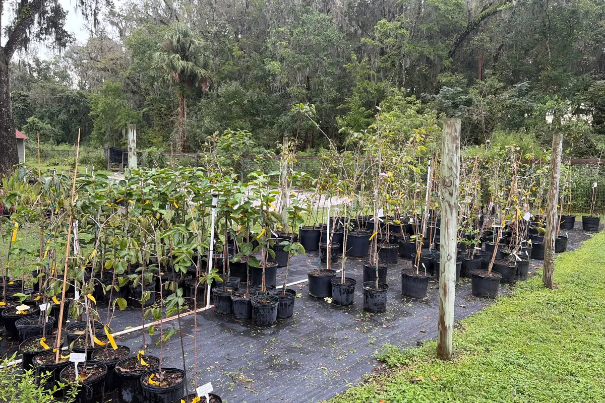 Persimmon Trees