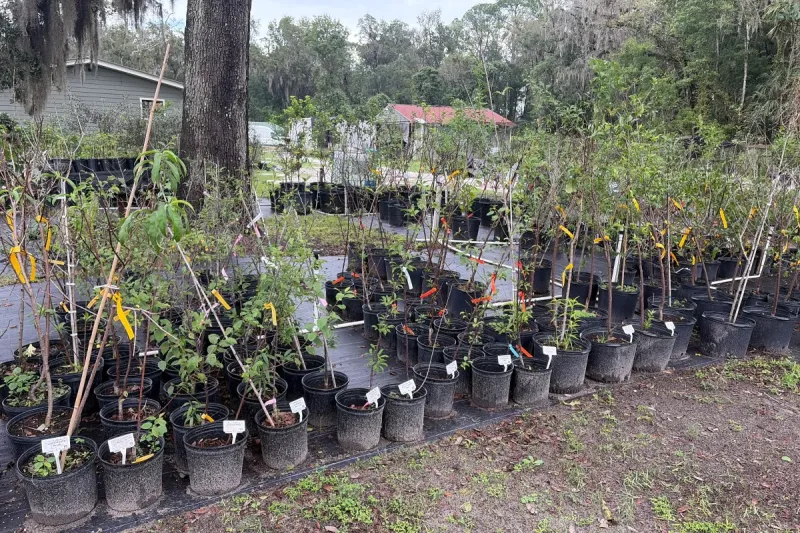 Plum Trees