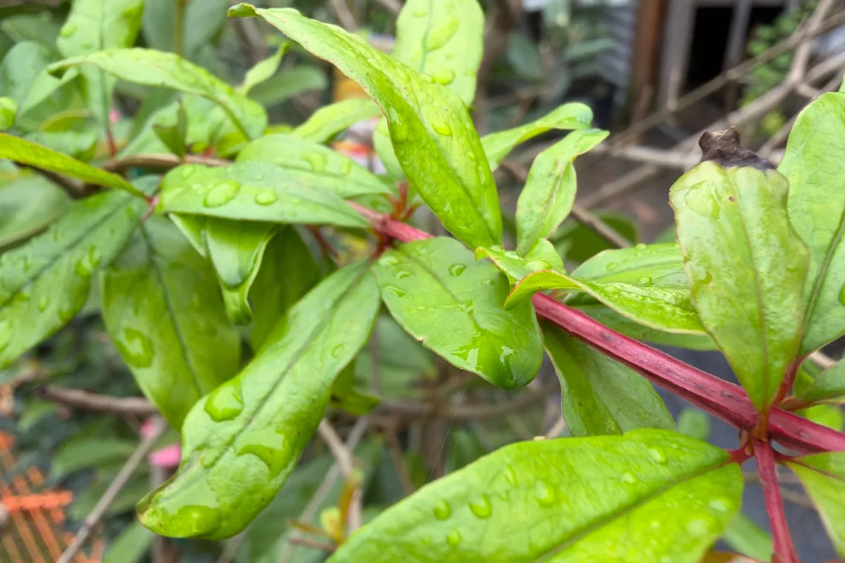 Pomegranate Trees