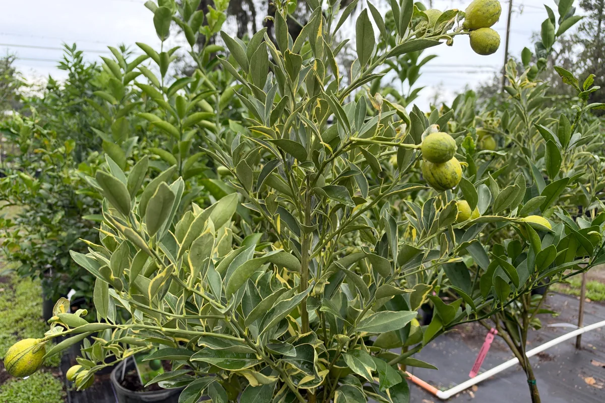 Specialty Citrus
