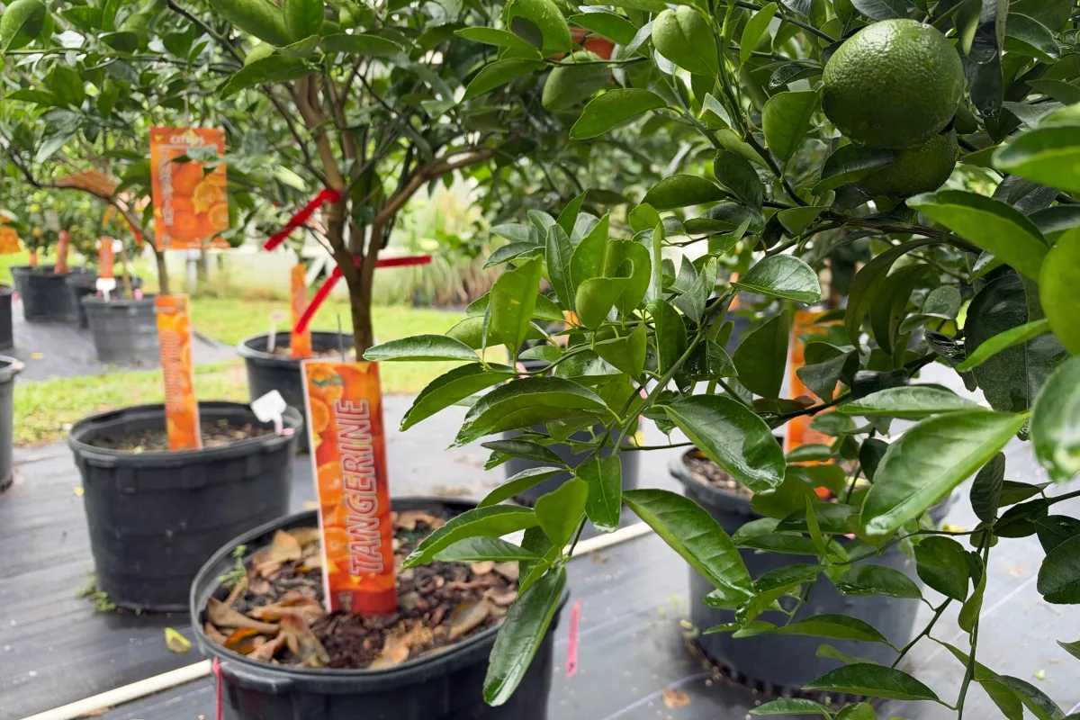 Tangerine Trees
