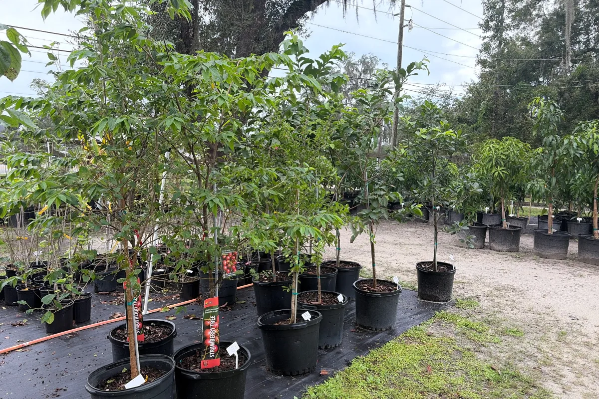 Tropical Fruiting Trees
