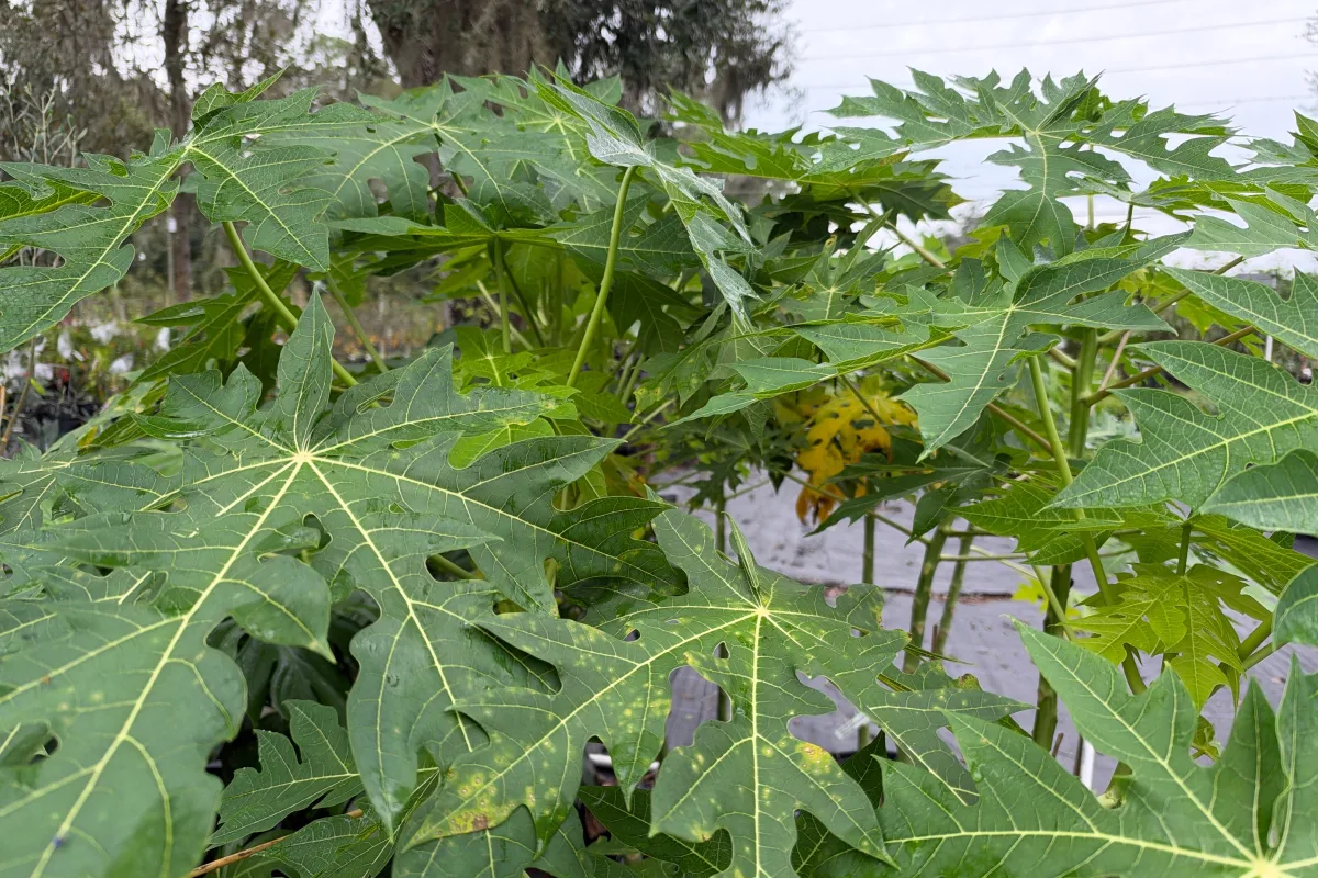 Ask a Plant Question