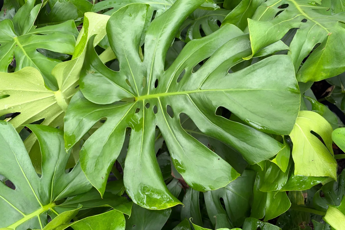 Plant Care Guides