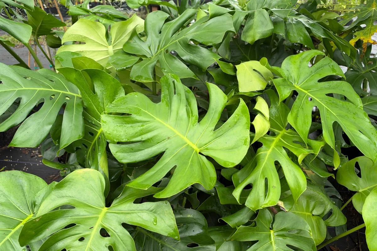 Special / Rare Plant Requests