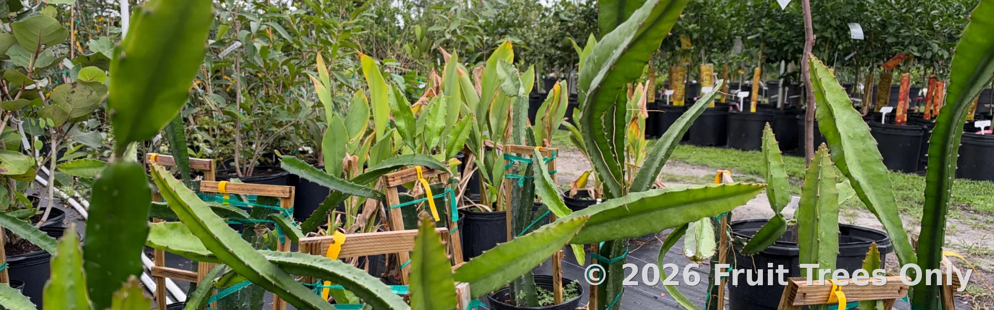 Special / rare plant request banner