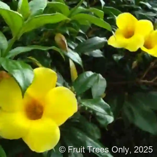 Alamanda
