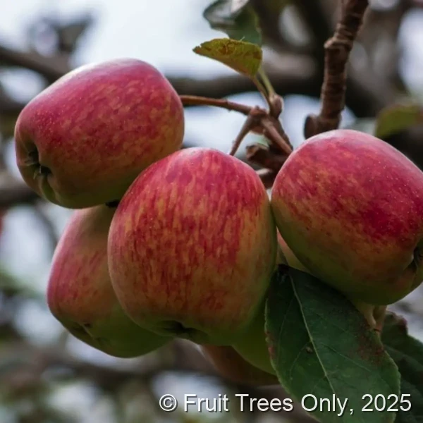 Anna Apple