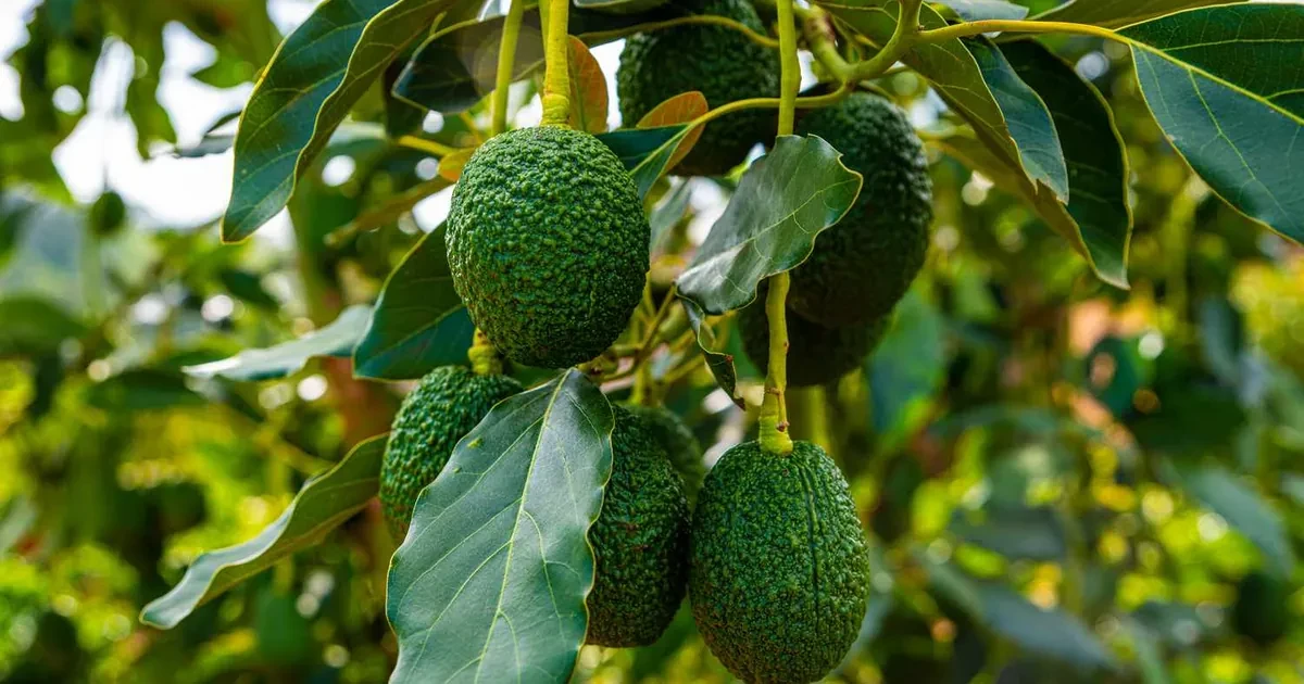 Avocado Care Banner