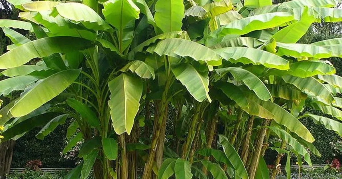 Banana Care Banner