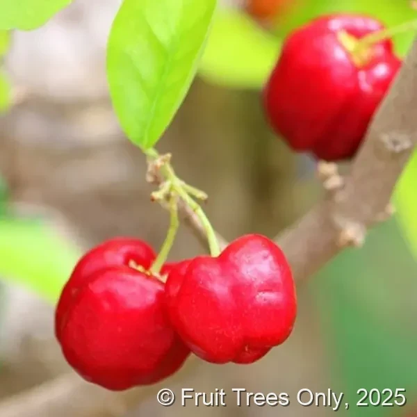 Barbados Cherry