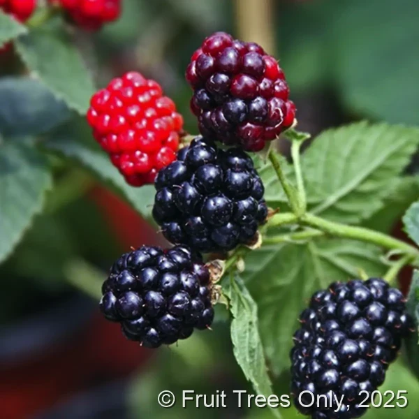 Blackberry