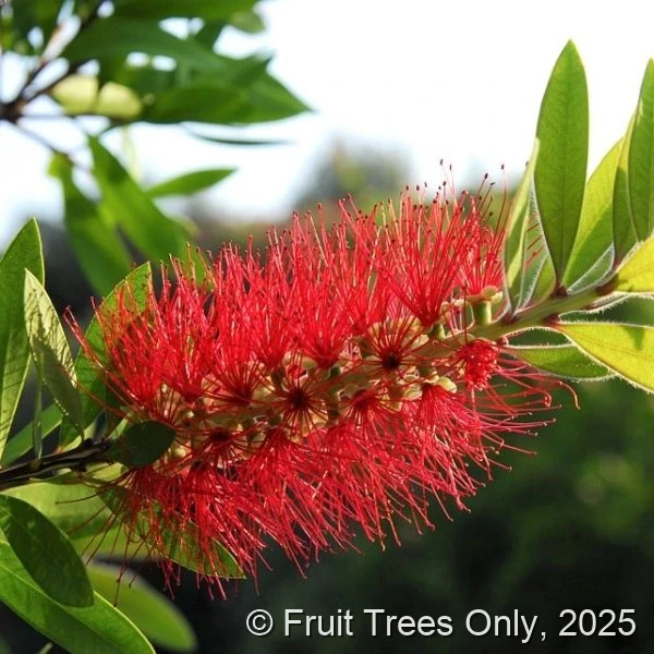 Bottlebrush