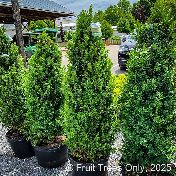 Boxwood