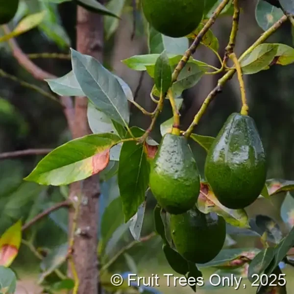 Brogdon Avocado