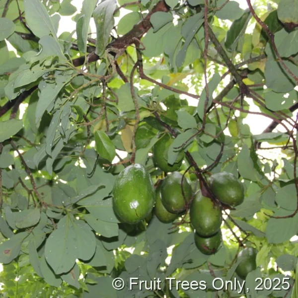 Catalina Avocado