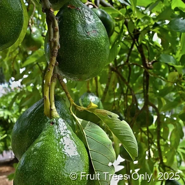 Choquette Avocado
