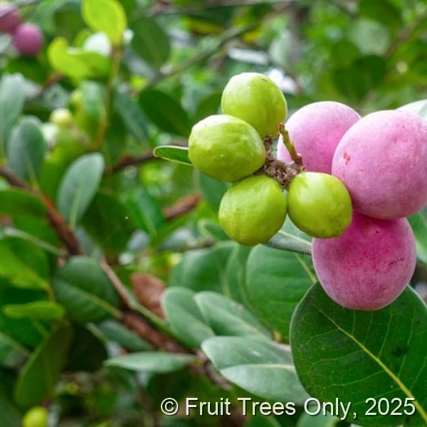Cocoplum
